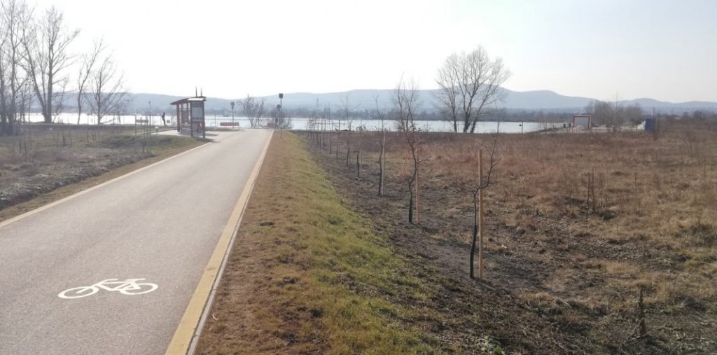 500 új fa a szentendrei kerékpárút mentén