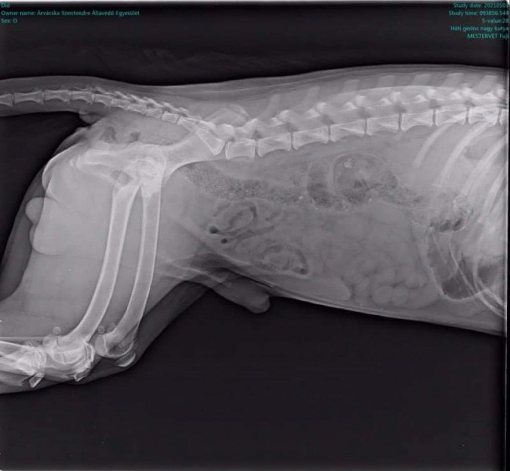 Segítsünk Diónak! 