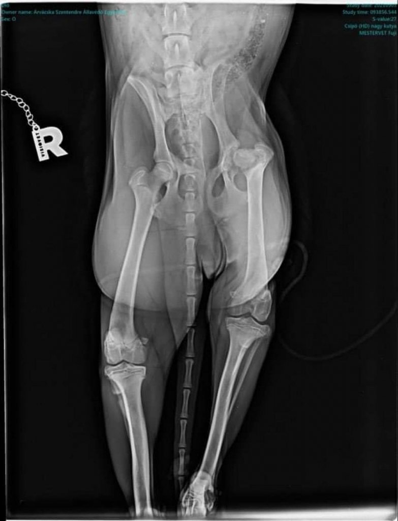 Segítsünk Diónak! 