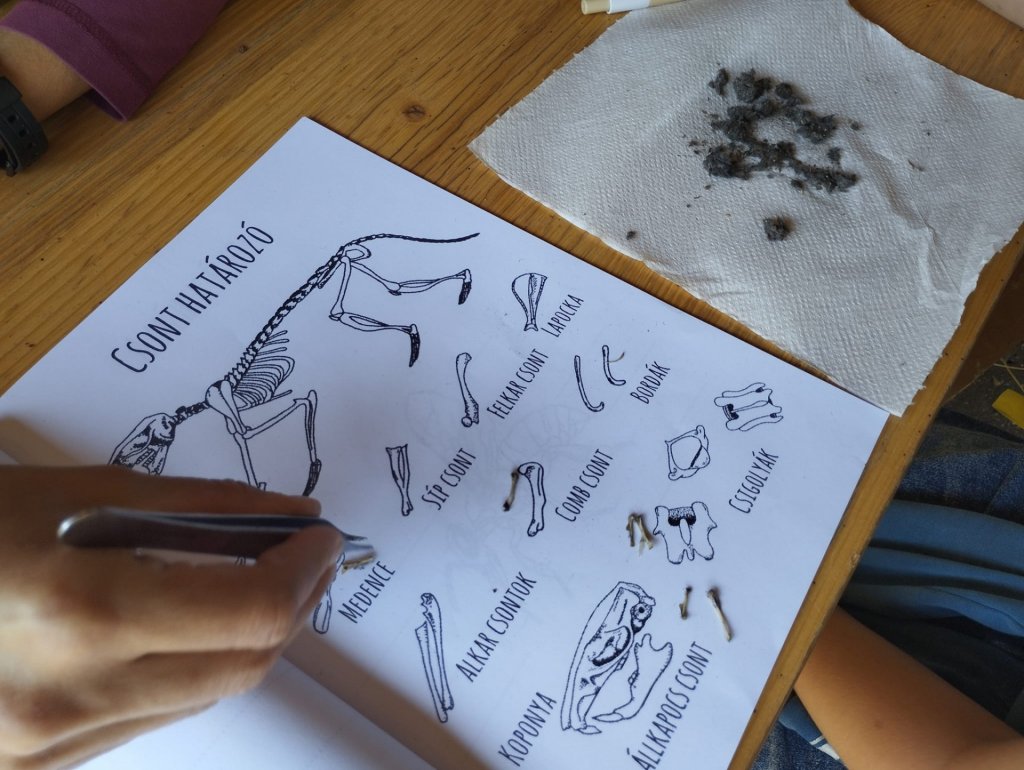 Nyári tábor a Szentendrei Kisállatkertben