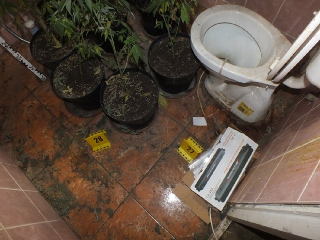 Kannabiszültetvényre bukkantak a szentendrei rendőrök