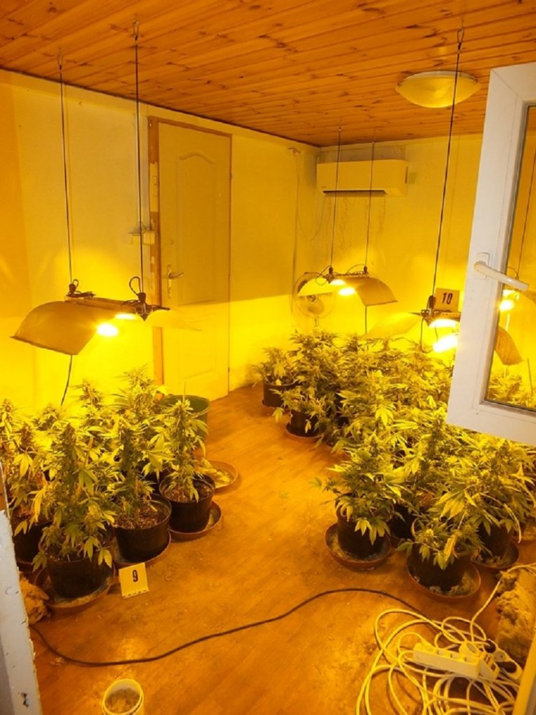 Kannabiszültetvényre bukkantak a szentendrei rendőrök
