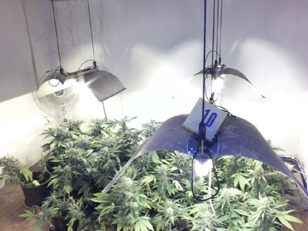 Kannabiszültetvényre bukkantak a szentendrei rendőrök