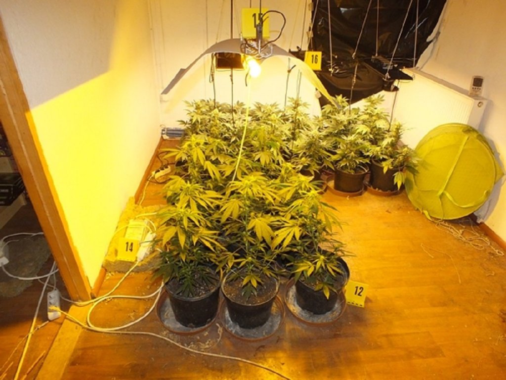 Kannabiszültetvényre bukkantak a szentendrei rendőrök