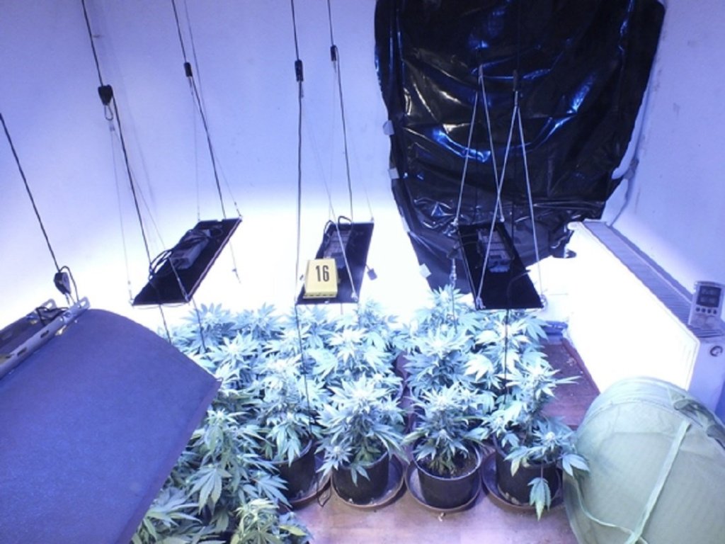 Kannabiszültetvényre bukkantak a szentendrei rendőrök
