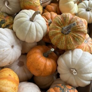 Értékes virágcsomagot kaptak a Szentendre Városi Óvodák tagintézményei