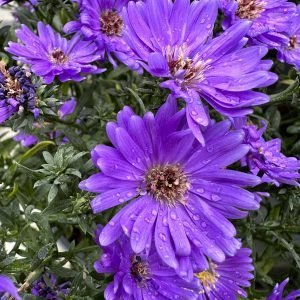 Értékes virágcsomagot kaptak a Szentendre Városi Óvodák tagintézményei