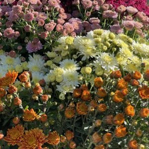 Értékes virágcsomagot kaptak a Szentendre Városi Óvodák tagintézményei