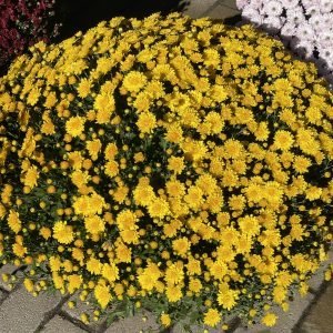 Értékes virágcsomagot kaptak a Szentendre Városi Óvodák tagintézményei