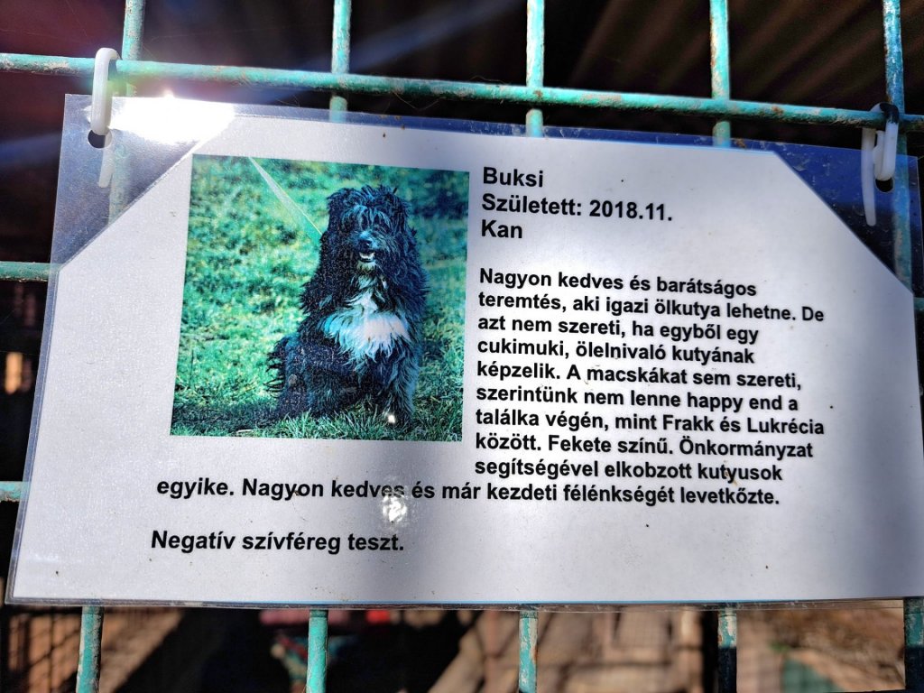 Tűzvész pusztított a pomázi állatmenhelyen