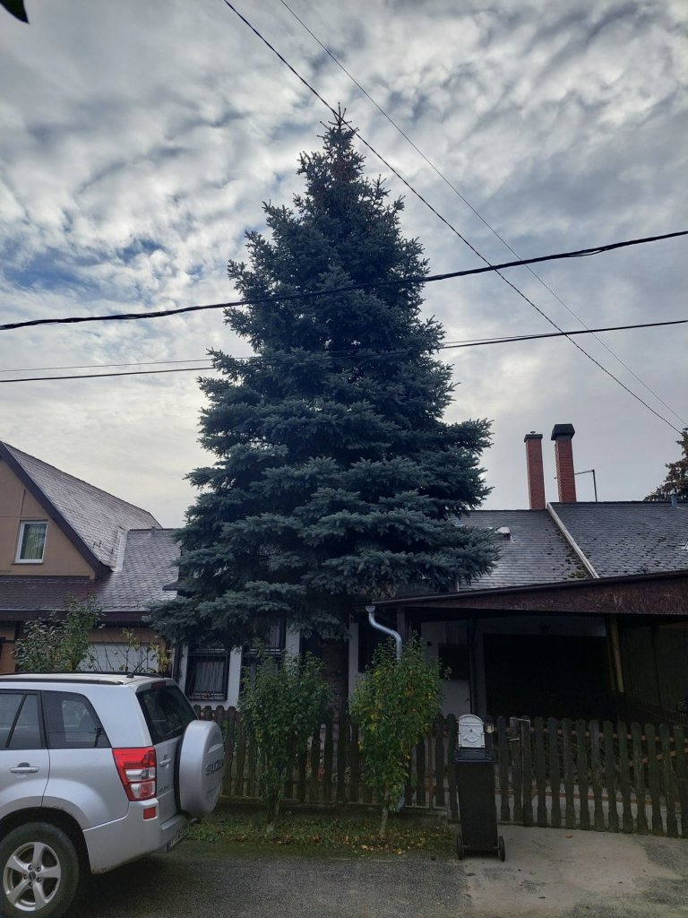 Úton Szentendre karácsonyfája