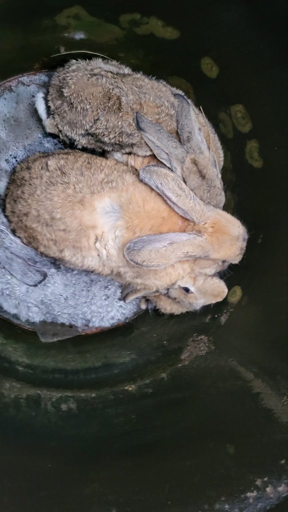 Nyulakat mentettek a tűzoltók