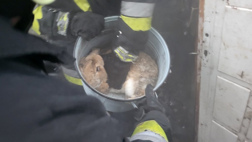 Nyulakat mentettek a tűzoltók