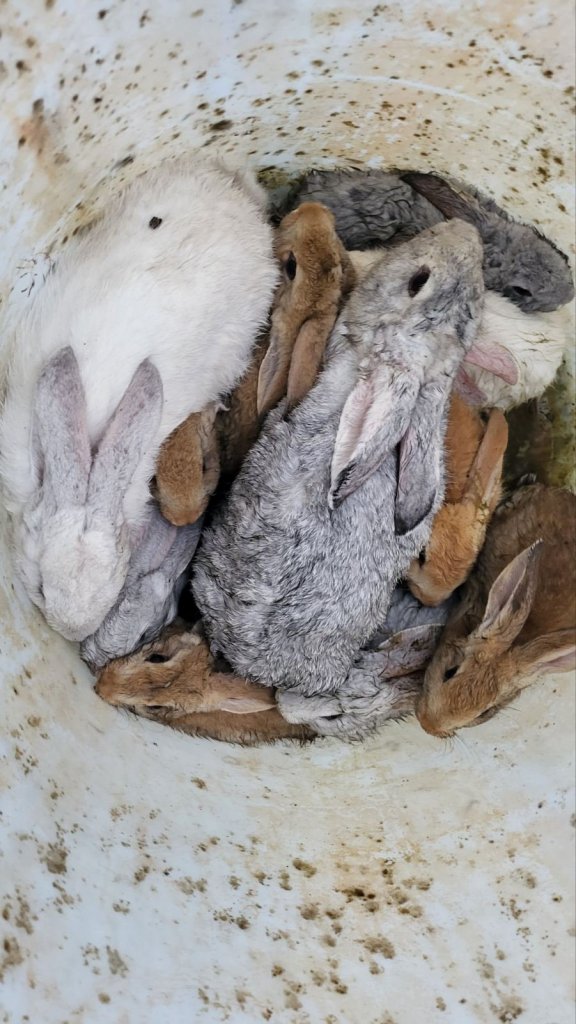 Nyulakat mentettek a tűzoltók