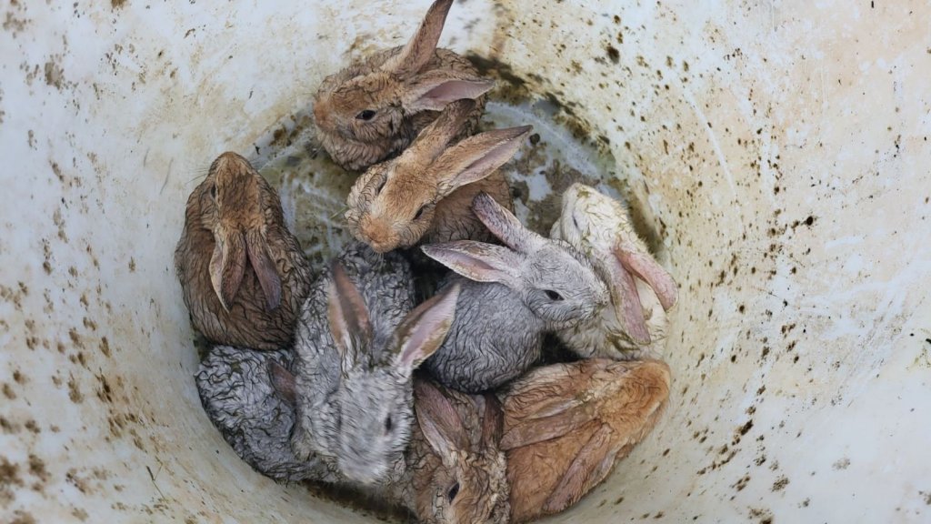 Nyulakat mentettek a tűzoltók