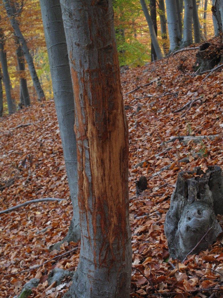 Engedély nélkül: lopás!