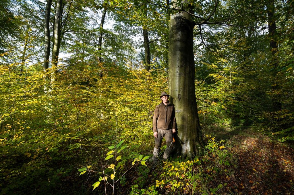 Pilisi Parkerdő - Erdőanya, Mexikópuszta