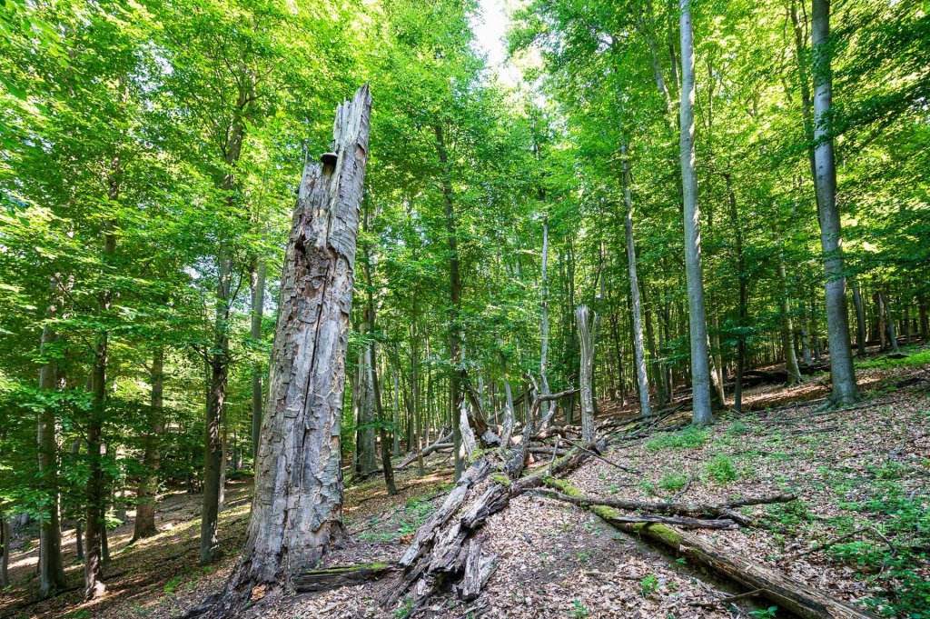 Pilisi Parkerdő - Erdőanya, Mexikópuszta