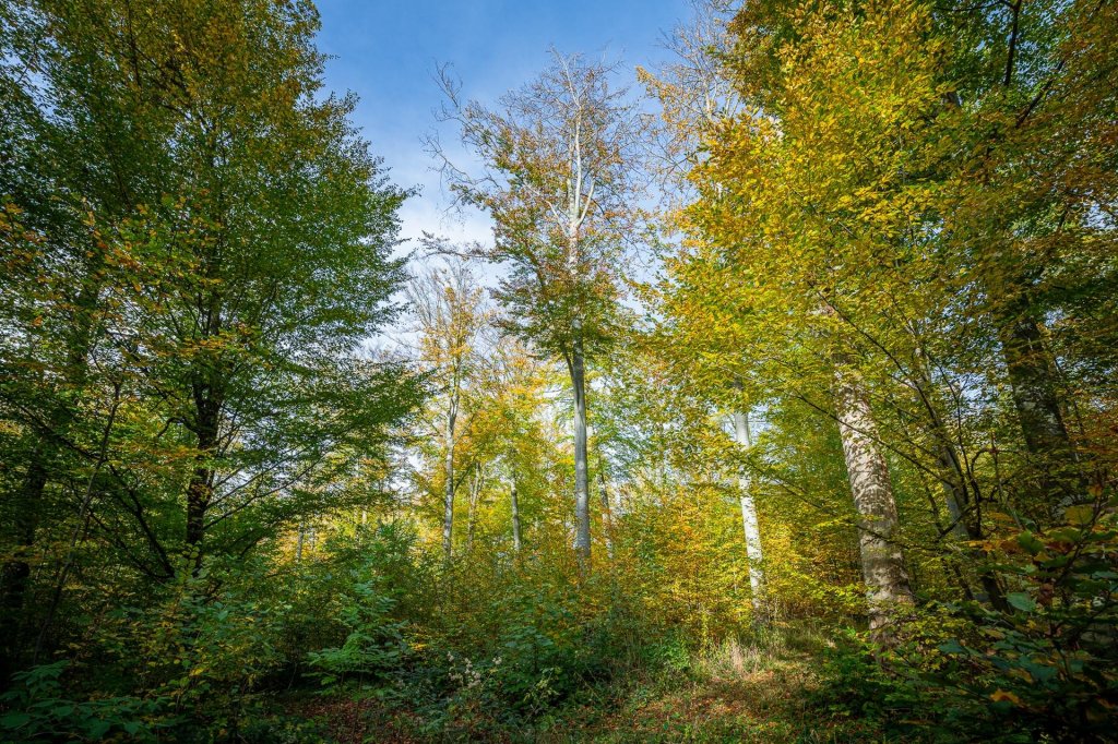 Pilisi Parkerdő - Erdőanya, Mexikópuszta