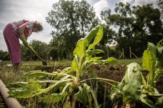 Tavaszi magcserét tartanak a Klisovác Kertben