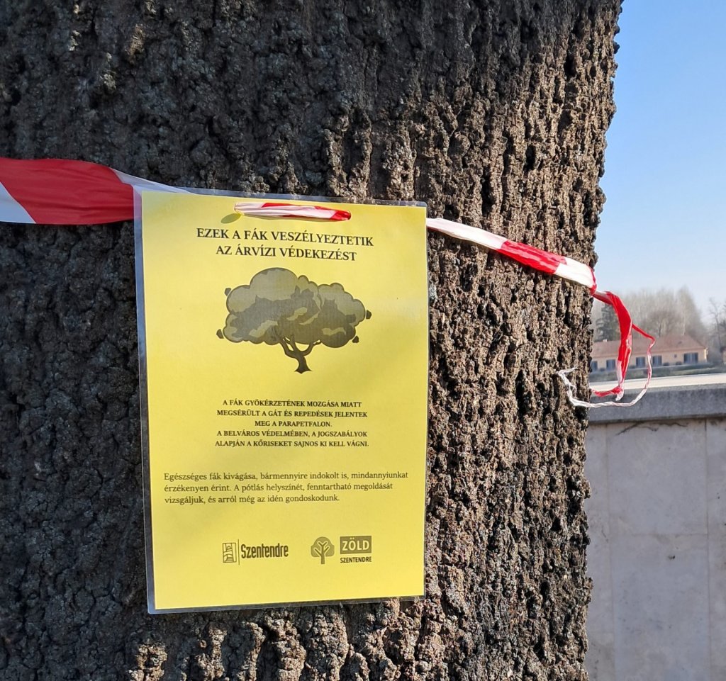 Három fa veszélyezteti az árvízi védművet a belvárosban