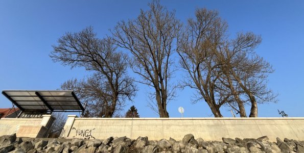 Három fa veszélyezteti az árvízi védművet a belvárosban