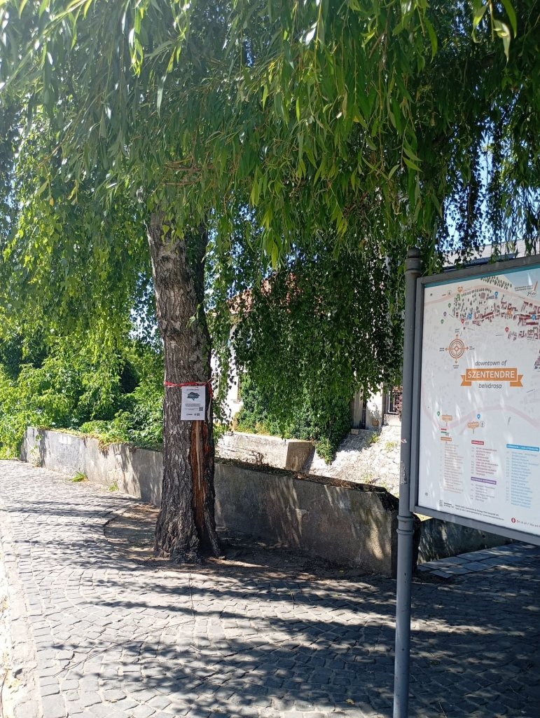 Szakértői felmérés után kezdődtek meg a fák ápolási munkálatai Szentendrén