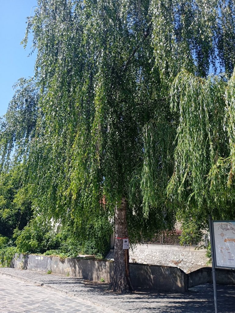 Szakértői felmérés után kezdődtek meg a fák ápolási munkálatai Szentendrén