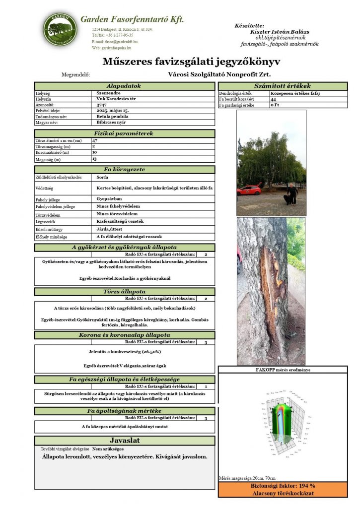 Szakértői felmérés után kezdődtek meg a fák ápolási munkálatai Szentendrén