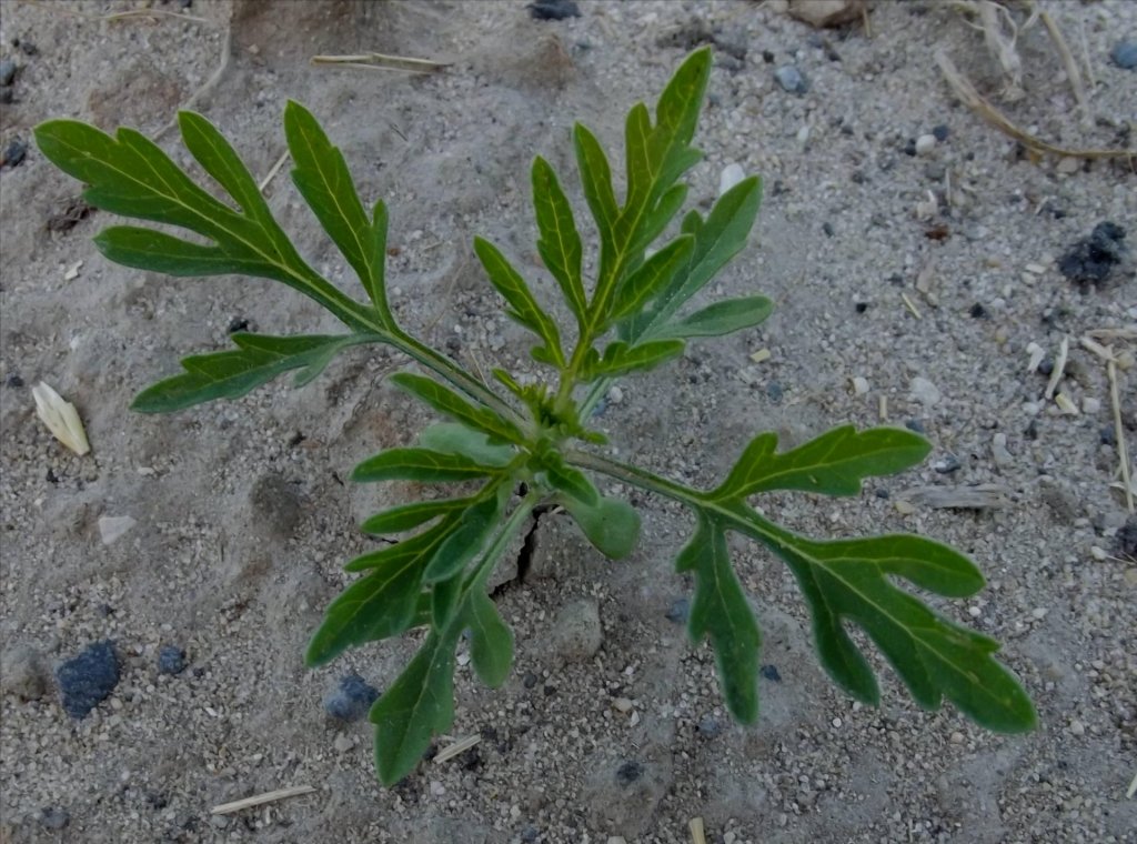 Hamarosan kezdődik a parlagfűpollen-szezon, érdemes időben felkészülni