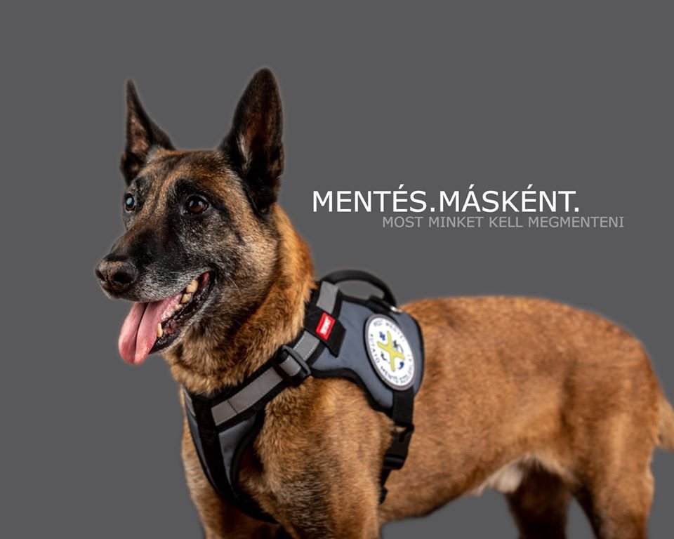 A lakosság segítségét kéri a Pest Megyei Kutató-Mentő Szolgálat