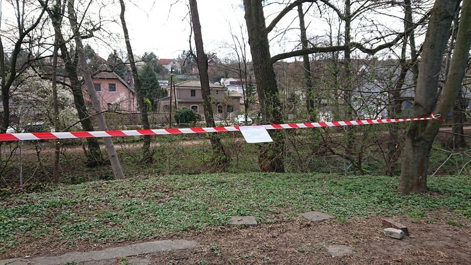 Balesetveszélyessé vált égerfát vágnak ki a Bükkös patak partján