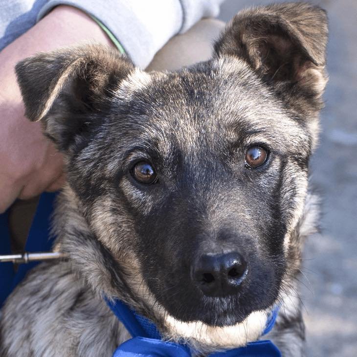 Segítsünk Diónak! 