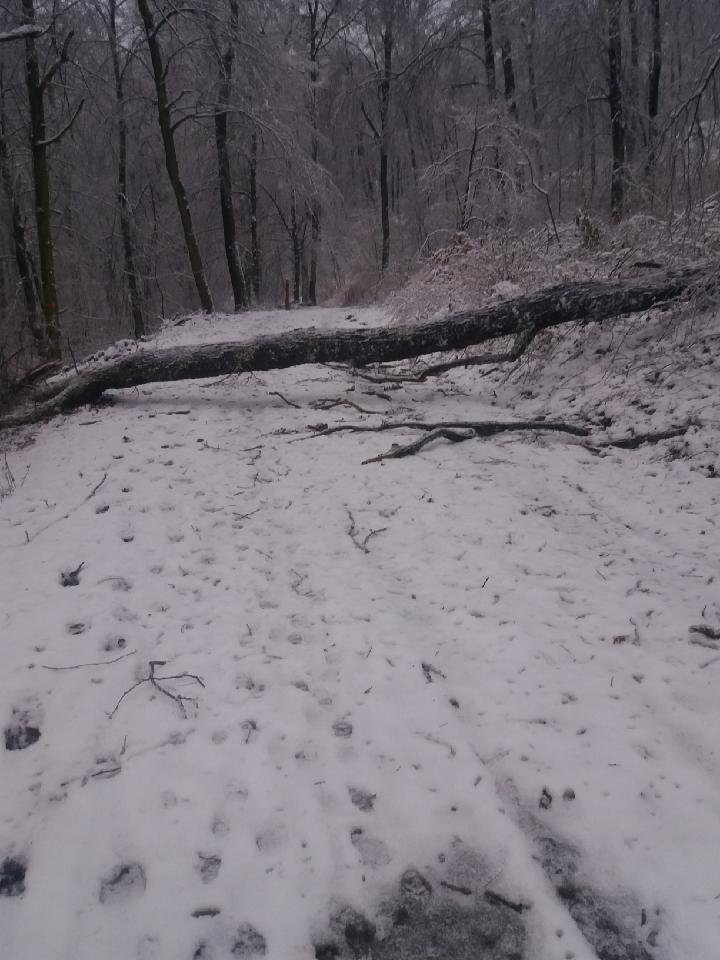 Balesetveszélyes az erdőjárás a Pilisi Parkerdőben