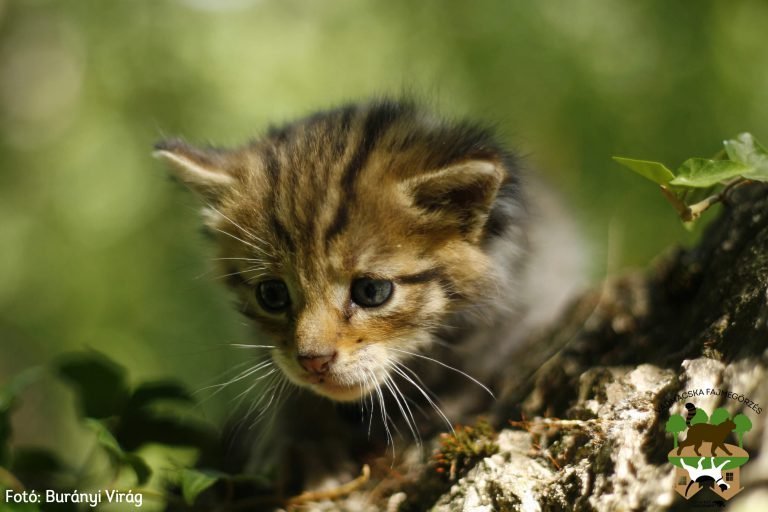 Fajtiszta kölyökvadmacskát mentett a Duna-Ipoly Nemzeti Park Igazgatóság és a Budakeszi Vadaspark