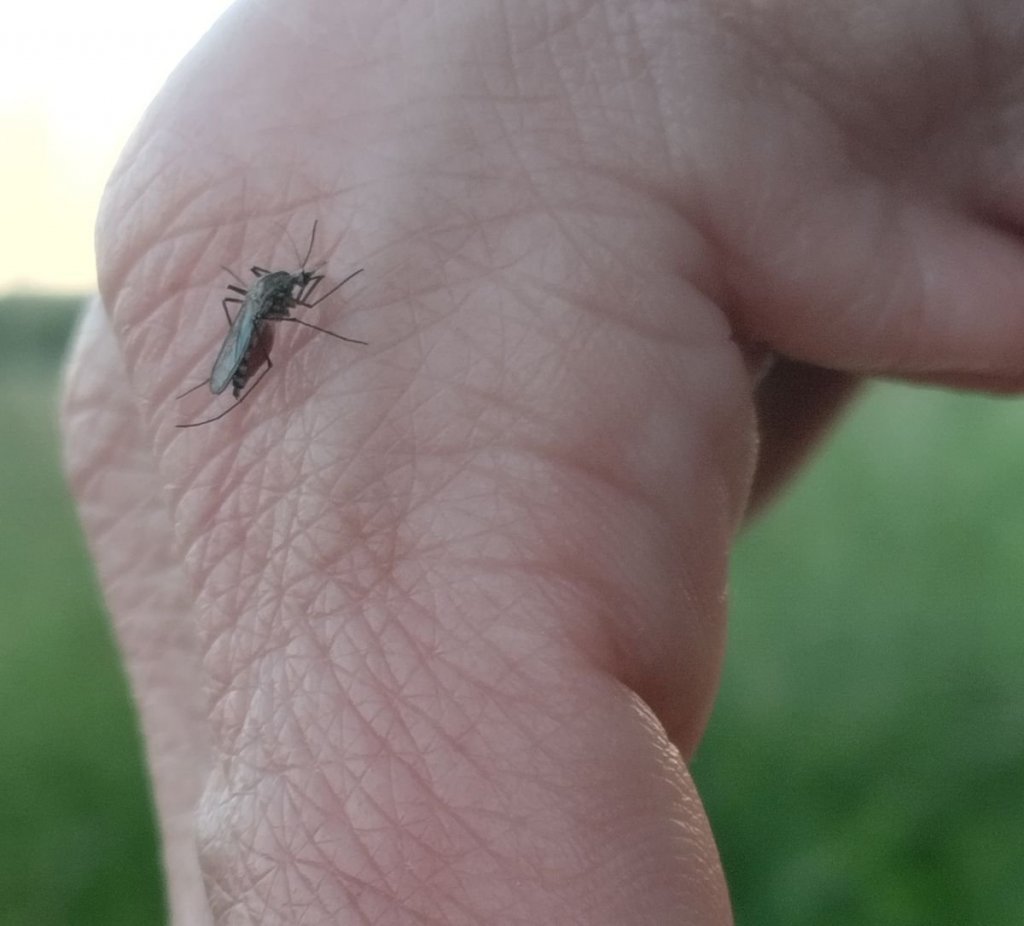 Augusztus 19-én ismét szúnyoggyérítés Budakalászon