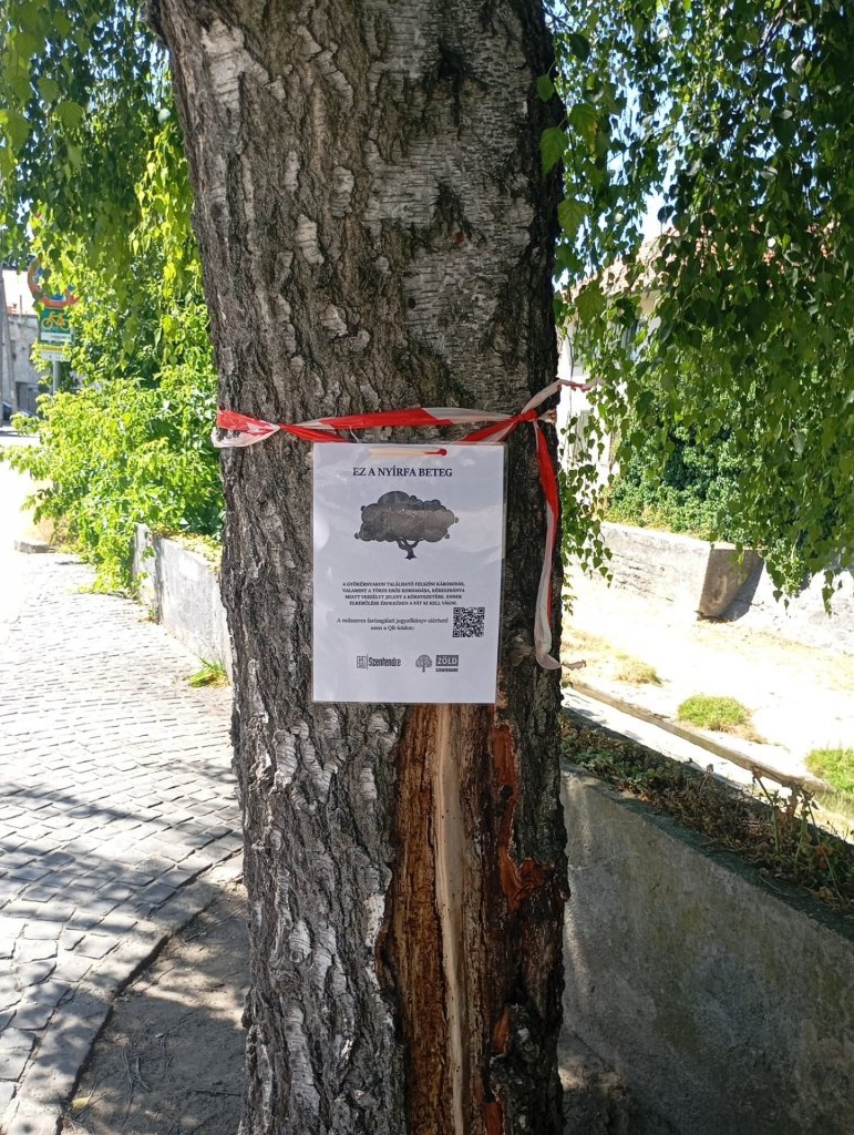 Szakértői felmérés után kezdődtek meg a fák ápolási munkálatai Szentendrén