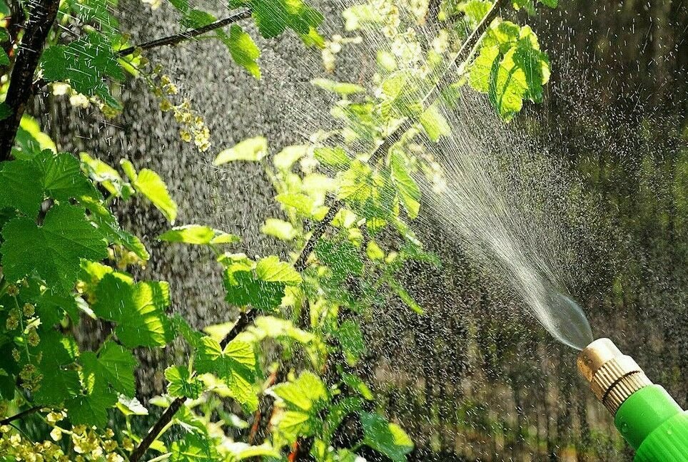 Új időpontban lesz a közterületi növények permetezése