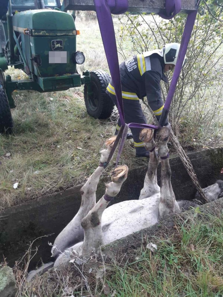 Árokba esett egy ló az Annavölgyi út közelében