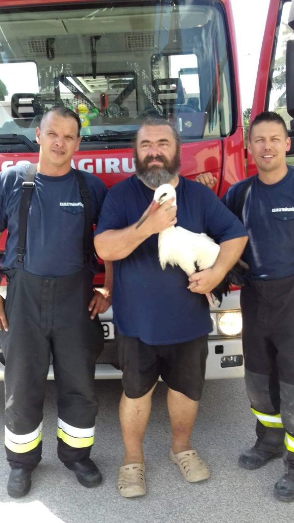 Sérült gólyát mentettek a szentendrei hivatásos tűzoltók!