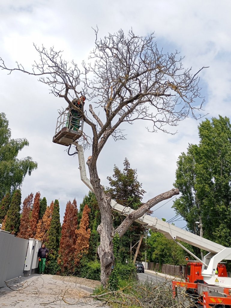 Májusban is faápolási munkálatokat végeznek Szentendrén - kiemelt figyelemmel óvják a fészkeket 