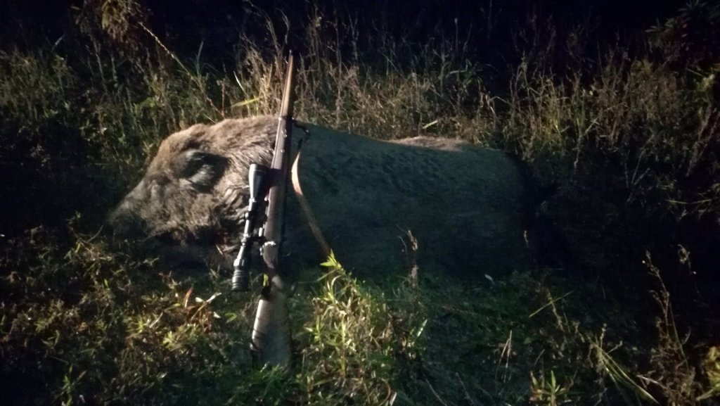 Vadkár-mentesítő vaddisznó-vadászat volt Budakalászon!