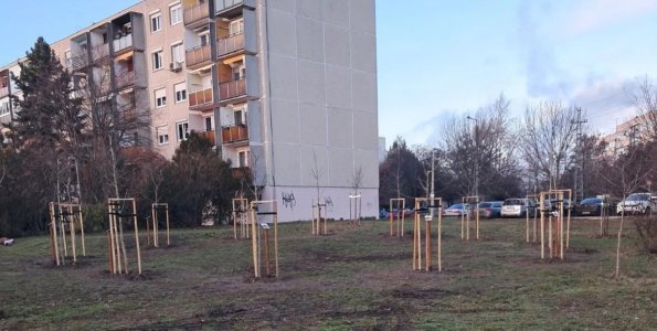 Új fák, új árnyékok – tovább zöldül Szentendre városi tere