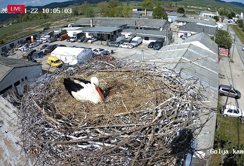 Szentendre élőben: kamerát kapott a pannóniatelepi gólyafészek