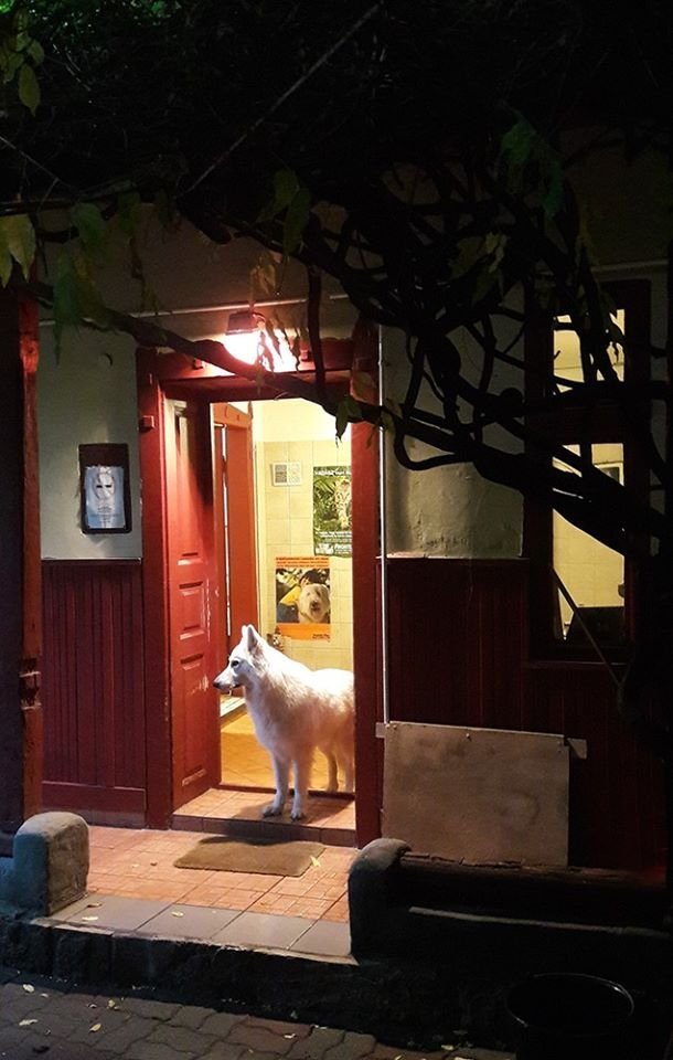 Változás a kalászi állatorvosi rendelőben