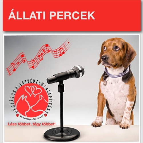 Állati percek - Tűzijátékok és a petárdázás
