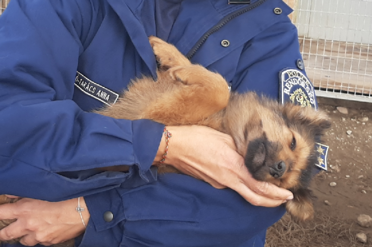 Árva állatoknak gyűjtöttek a Pest megyei rendőrség beosztottjai