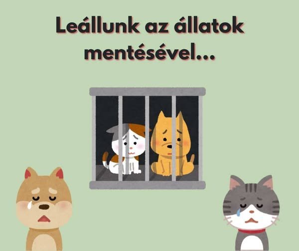 „Leállunk a mentésekkel!” – működésképtelenné válhat az Árvácska Állatmenhely