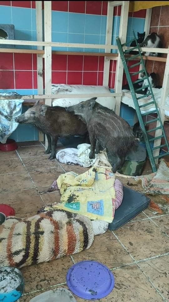 Villanypásztorra van szüksége a Szentendrei Árvácska Állatvédő Egyesületnek