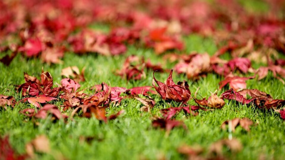 Közösségi lombgyűjtés